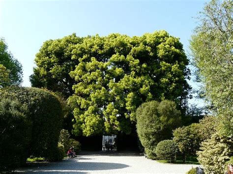 樟樹 風水|Nature Story